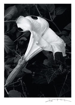 The Sacred Datura - David Pettit