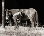 Buzz Shoeing his Mule