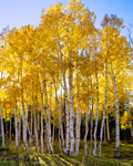 Aspen Grove