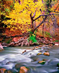 Water's Edge