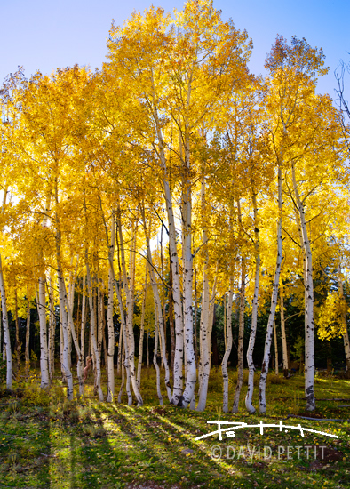 Aspen Grove