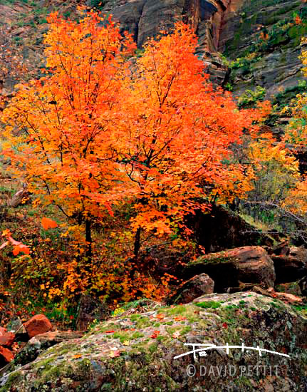 Autumn Splendor