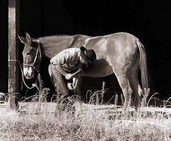 Buzz Shoeing the Mule