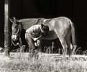 Buzz Shoeing a Mule