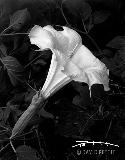 Sacred Datura