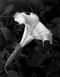 Sacred Datura