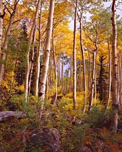 Boulder Mountain Quakies