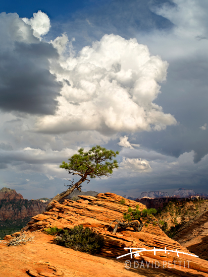 Slickrock Tree